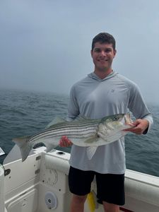 Striped Bass Caught While Fishing in MA