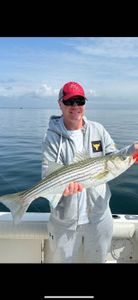 Striped bass caught in MA