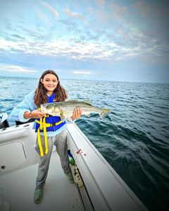 Striped Bass caught while fishing in MA