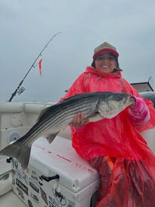 Striped bass caught while fishing in MA