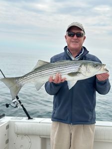 Striped bass fishing in MA