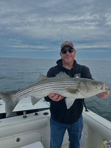 Striped Bass caught while fishing in Orleans