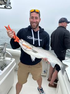 Striped bass caught on fishing tour in MA