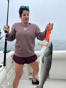 Striped bass caught in MA