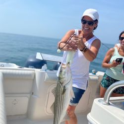 Striped bass caught in MA