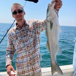 Striped bass caught during fishing in MA