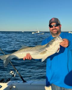 Striped bass caught on fishing trip in MA