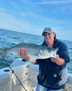 Striped bass caught in MA