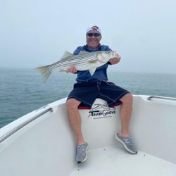 Striped bass caught in Orleans
