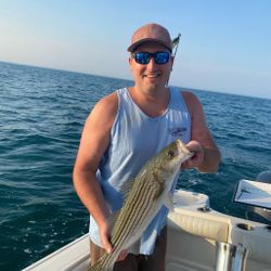 Striped bass caught in Orleans