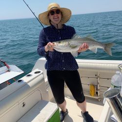 Striped bass caught in Orleans