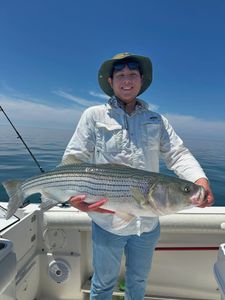 Striped bass caught in Orleans, Louisiana