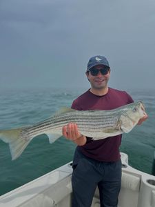 Striped bass caught while fishing in Orleans