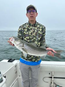 Striped bass caught in Orleans