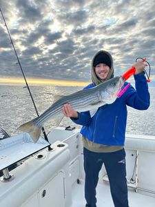 Striped bass, 30 inches, caught in Orleans