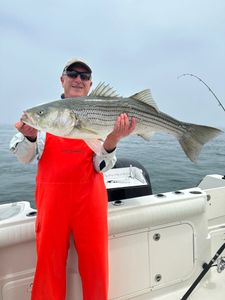 Photograph of a striped bass caught in Orleans