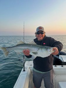 Striped bass caught in Orleans, Louisiana during a fishing tour