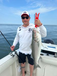 Striped bass caught on fishing tour in Orleans
