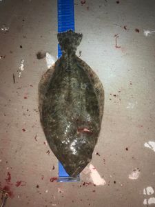 Trophy Sized Flounder Captured In Florida