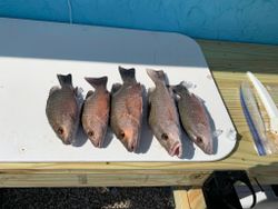 Snapper Reels Of The Day In Florida