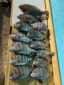Sheepshead Reels Of The Day In Stuart, FL