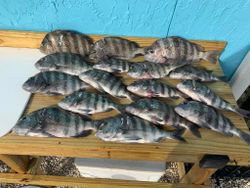 Bountiful Sheepshead Haul In Florida Waters