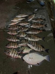 Reels Of The Day In Florida Waters