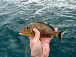 Grunt Beauty In Florida Waters