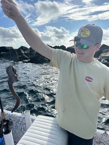 Florida's Eel Captured 