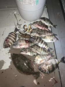 8 sheepshead, summer flounder fish caught while fishing in FL