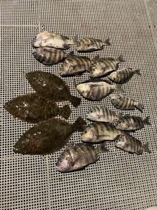 Five sheepshead and summer flounder caught fishing in Port Salerno