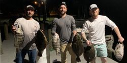 Sheepshead fish caught in FL