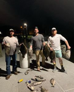 Three Sheepshead fish caught by anglers in Port Salerno