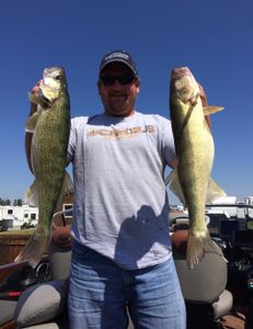 Fisherman catches two american yellow perch and walleye in North Dakota