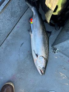 Chinook Salmon caught fishing in OR