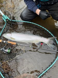Coho salmon caught fishing in Tillamook