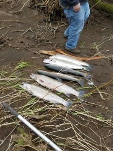 Three fish in the water at Tillamook