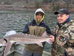 White Sturgeon fish caught while fishing in Tillamook