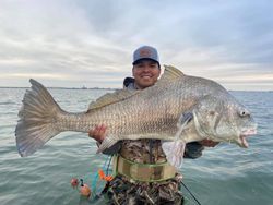 Massive Black Drum Fish From Corpus Christi, TX 