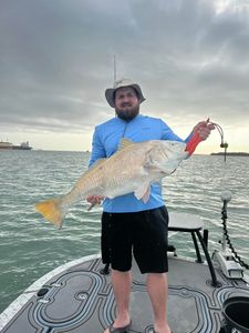 Large Drum Reeled From Corpus Christi, TX