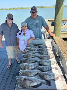 6 Black Drum fish caught while fishing in Corpus Christi
