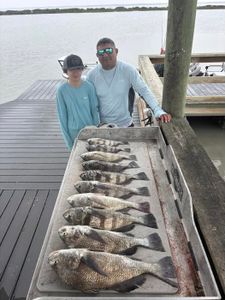 Black drum fishing catch displayed on cleaning table at dock in Corpus Christi TX