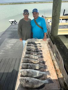Black drum catch displayed on cleaning table at fishing dock in Corpus Christi TX