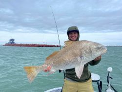 Black drum fish caught in TX