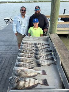 Black drum fishing catch displayed on dock in Corpus Christi TX