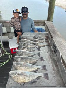 Fresh caught black drum fish displayed on dock cleaning station in Corpus Christi TX