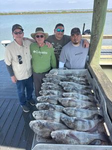 Black drum fishing catch displayed on dock in Corpus Christi TX