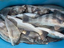 Black drum fish caught in Corpus Christi