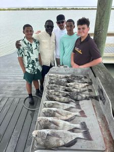 Fresh caught black drum fish displayed on cleaning table at Corpus Christi TX fishing dock