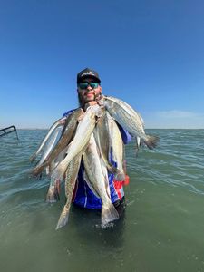 Five fish caught while fishing in Corpus Christi